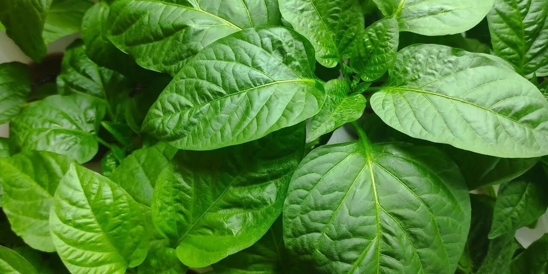 Ребристые листья и пузырчатые вздутия: что случилось с рассадой