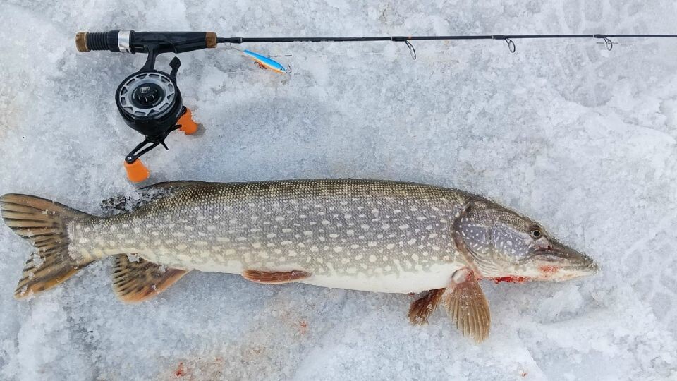    Уловы алтайских рыбаков. Источник: "Алтайское рыболовное сообщество"