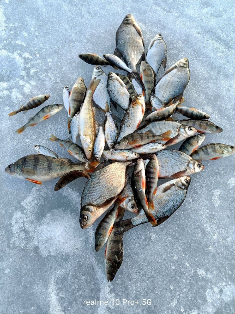    Уловы алтайских рыбаков. Источник: "Алтайское рыболовное сообщество"