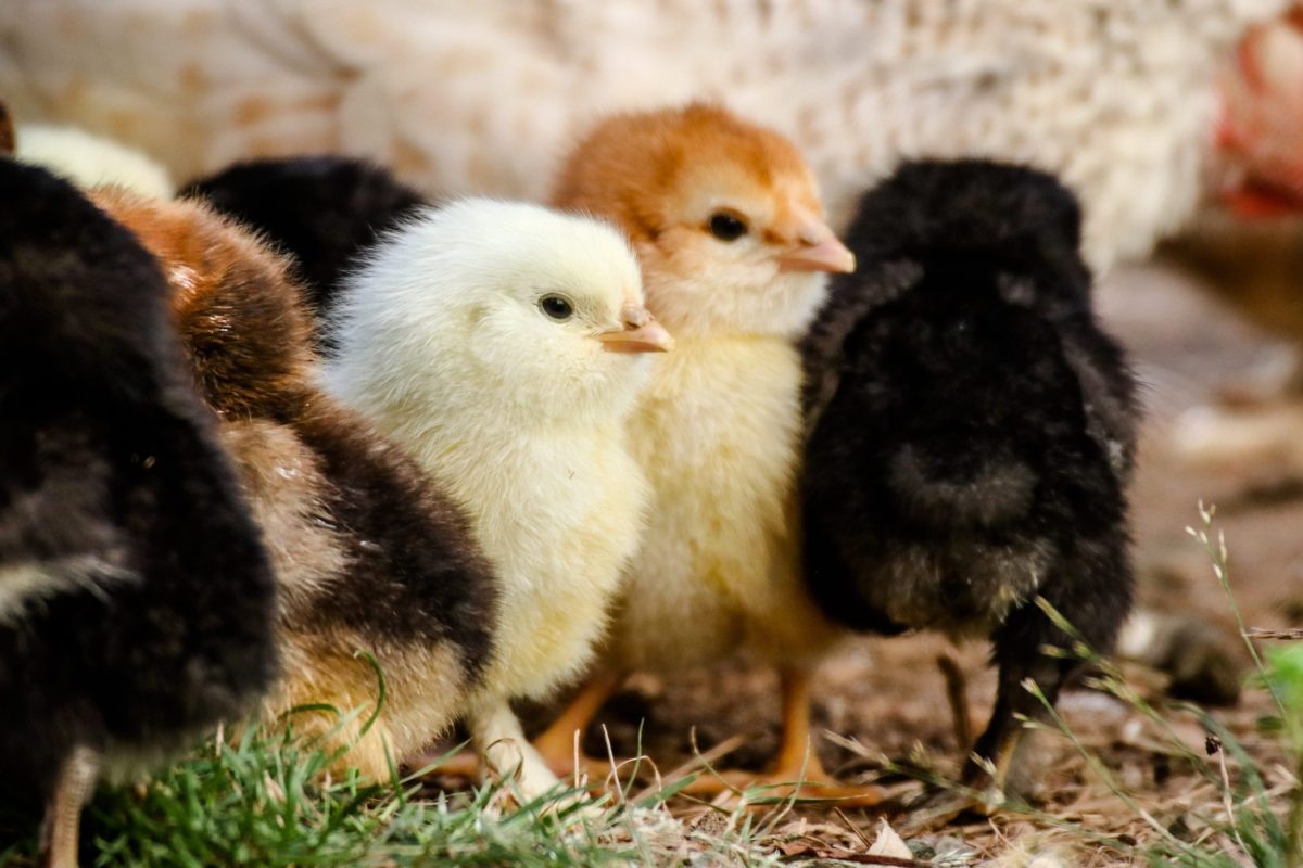 Фото с сайта: https://camrynrabideau.com/page/2/