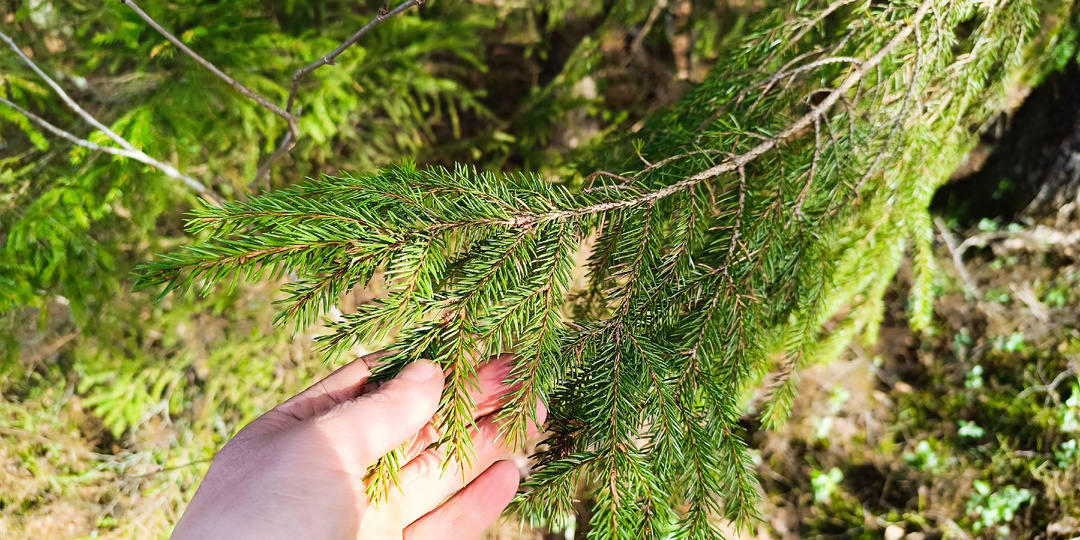 Еловый эликсир: Как приготовить «лесное золото» из весенней хвои и зачем везти ветки домой?