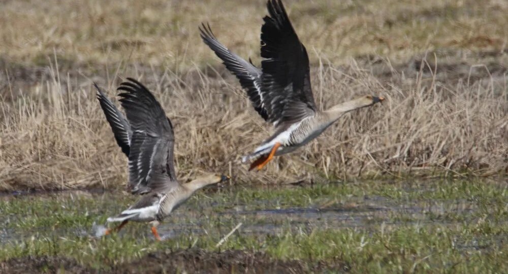 Ранний прилёт весеннего гуся‑гуменника