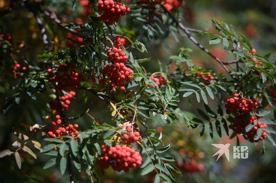    В Екатеринбурге две зеленые зоны получили названия Алексей БУЛАТОВ