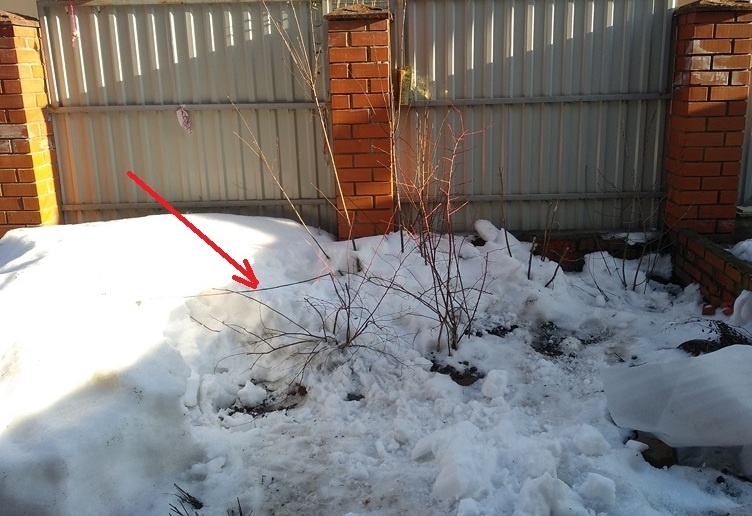 На фотографии стрелкой показала сломанную ветку