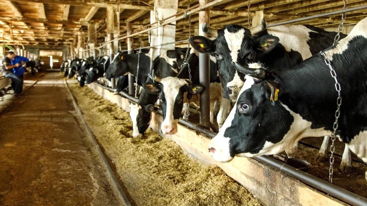    Весенняя угроза: ветеринары предупреждают о риске пастереллеза у сельскохозяйственных животных