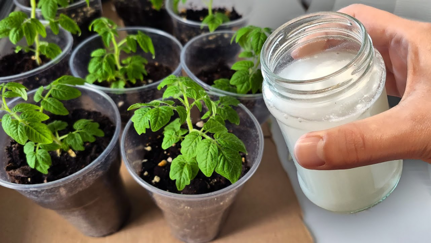    Фото Дзен-канала "На даче у деда Егора"