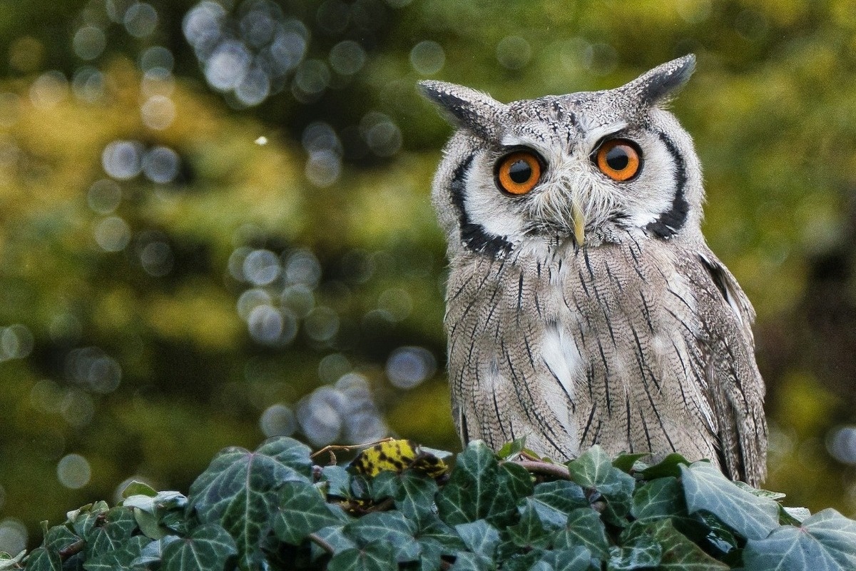 Фото с сайта: https://www.e-radio.gr/post/258711/simera-ematha-einai-oi-koykoyvagies-toso-sofes-oso-nomizoyme