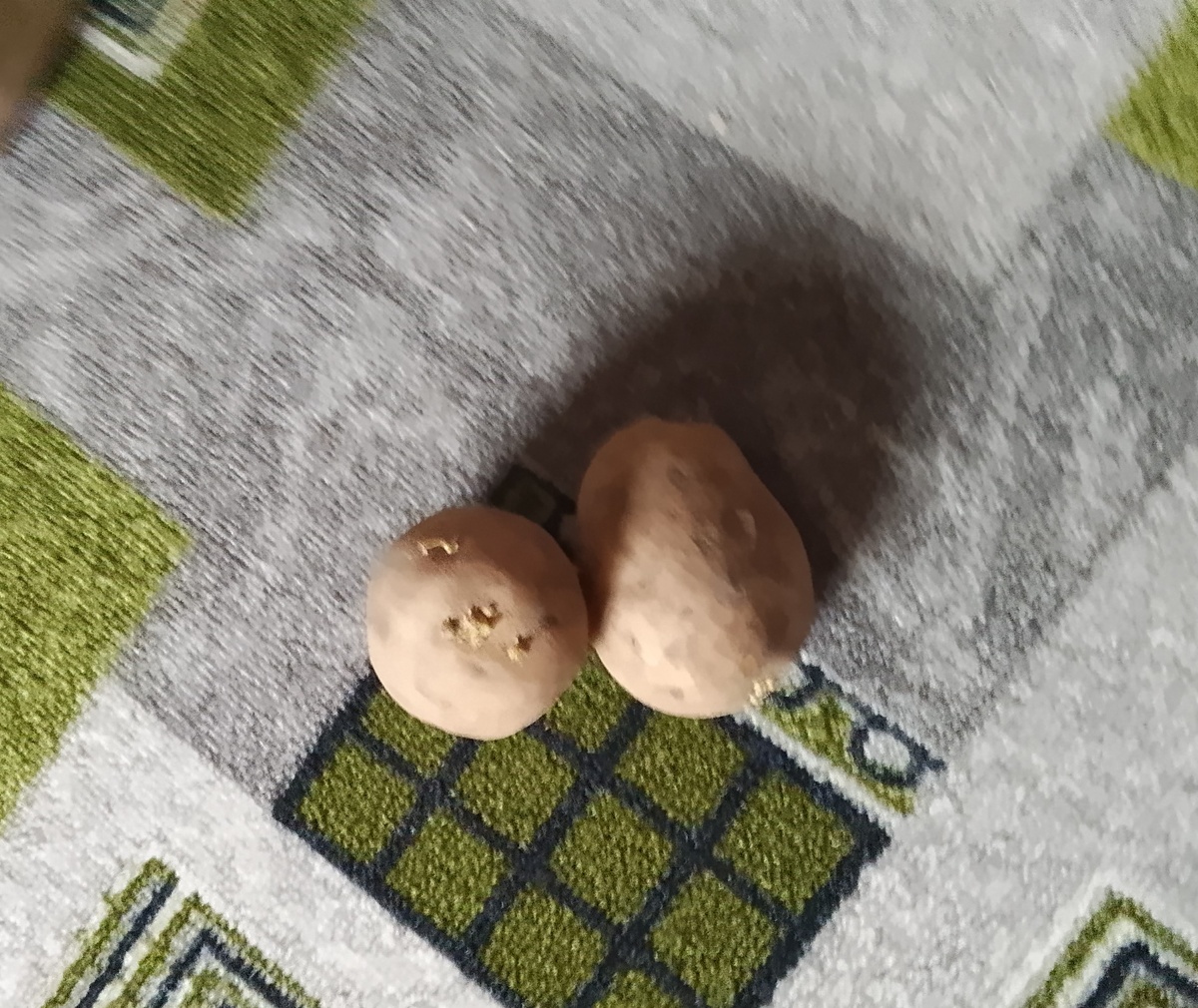 Галла без коробки.
