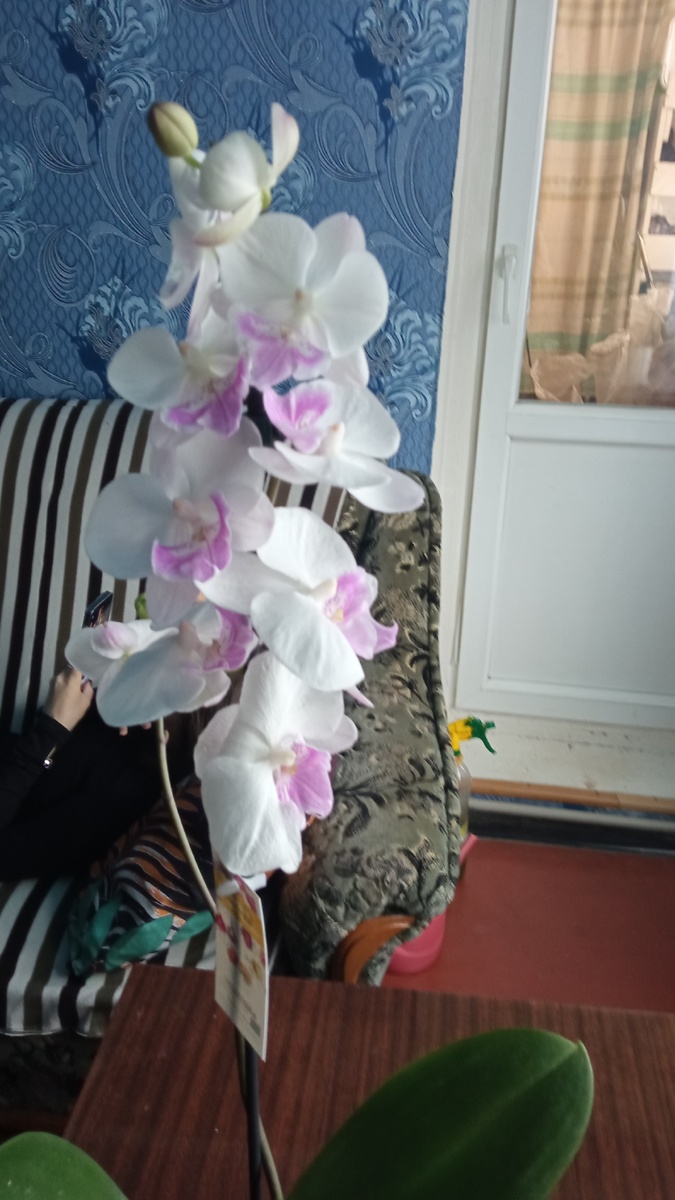 Орхидея Фаленопсис 