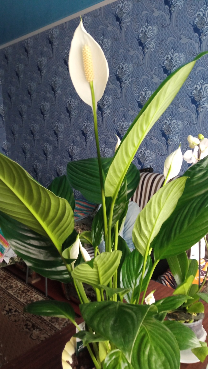 Спатифиллум "Женское счастье "