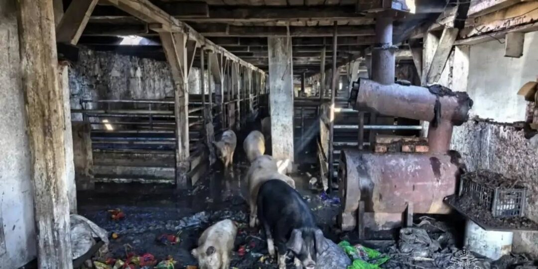 При пожаре в Забайкалье спасли 200 поросят