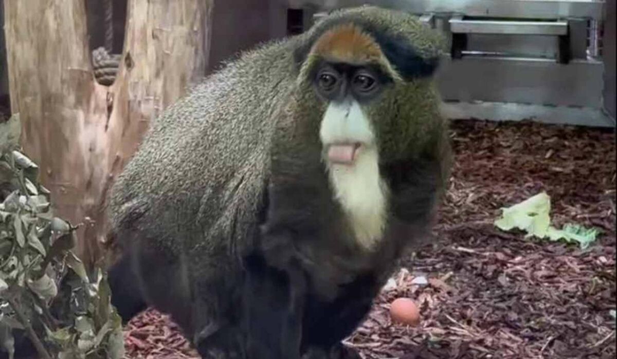     Джонни. Источник: spb.kp.ru Автор фото: Пресс-служба Ленинградского зоопарка