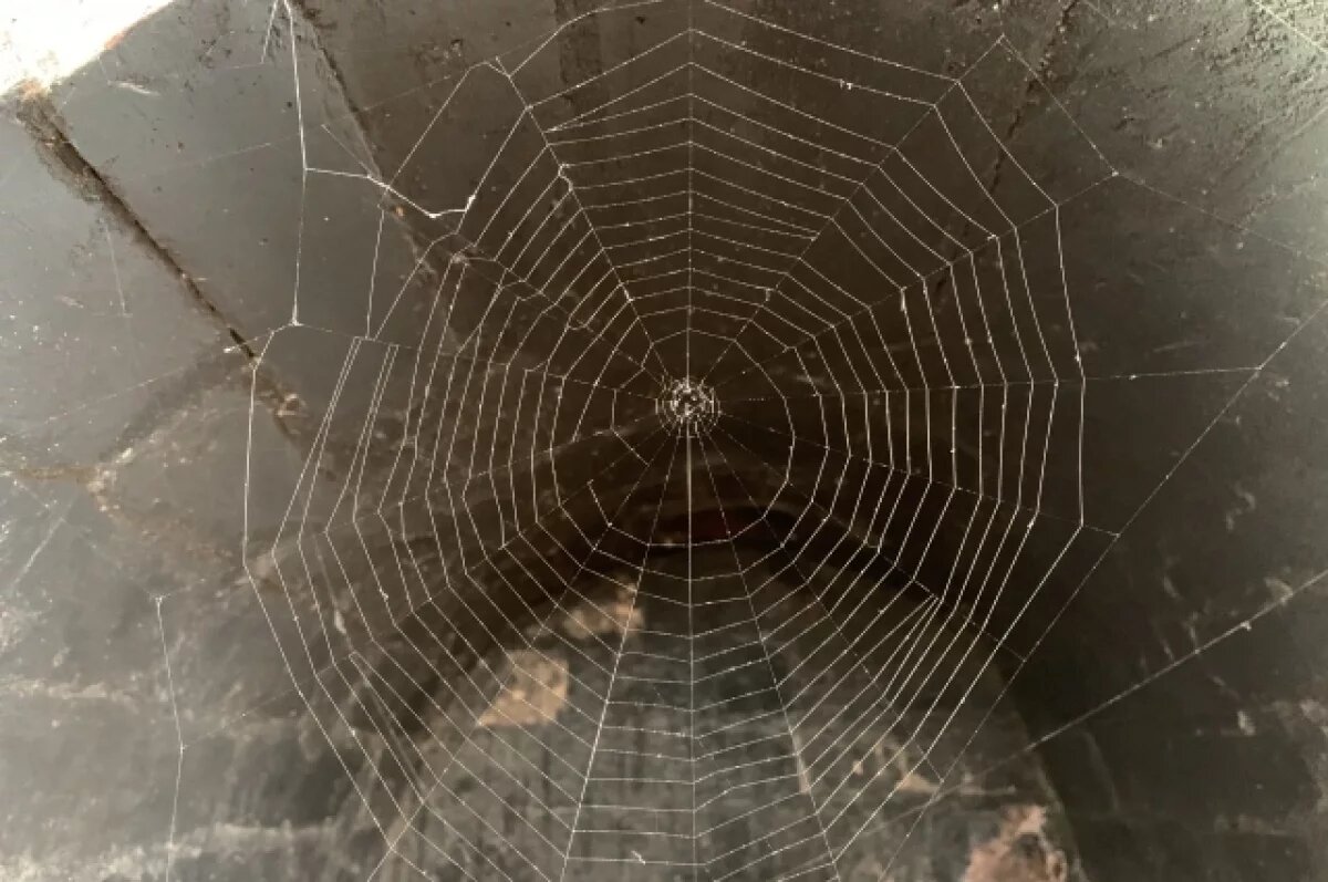    Пауки проснулись в Алтайском крае