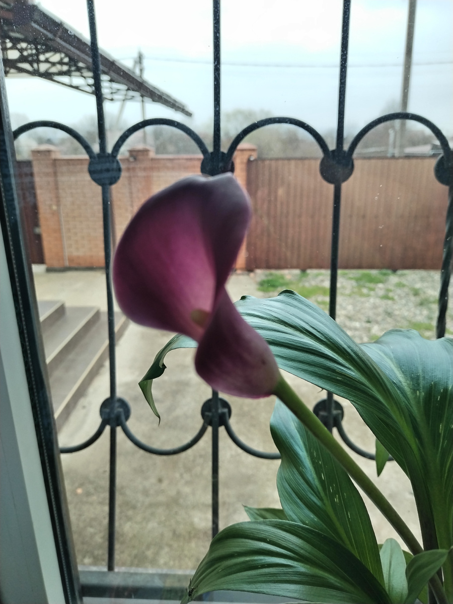 Калла раскрылась во всей красе. 