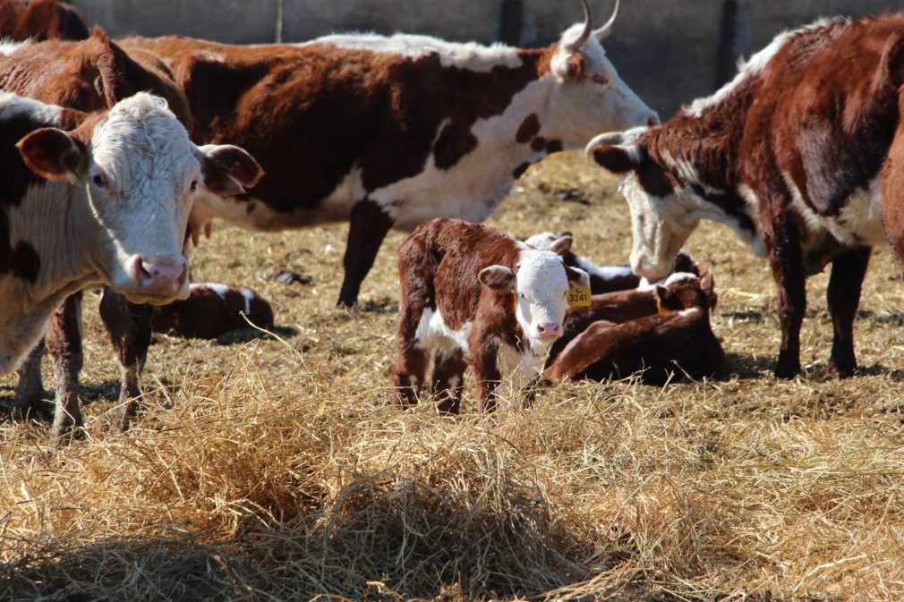    Фото: администрация Ипатовского округа Елена Гаврина