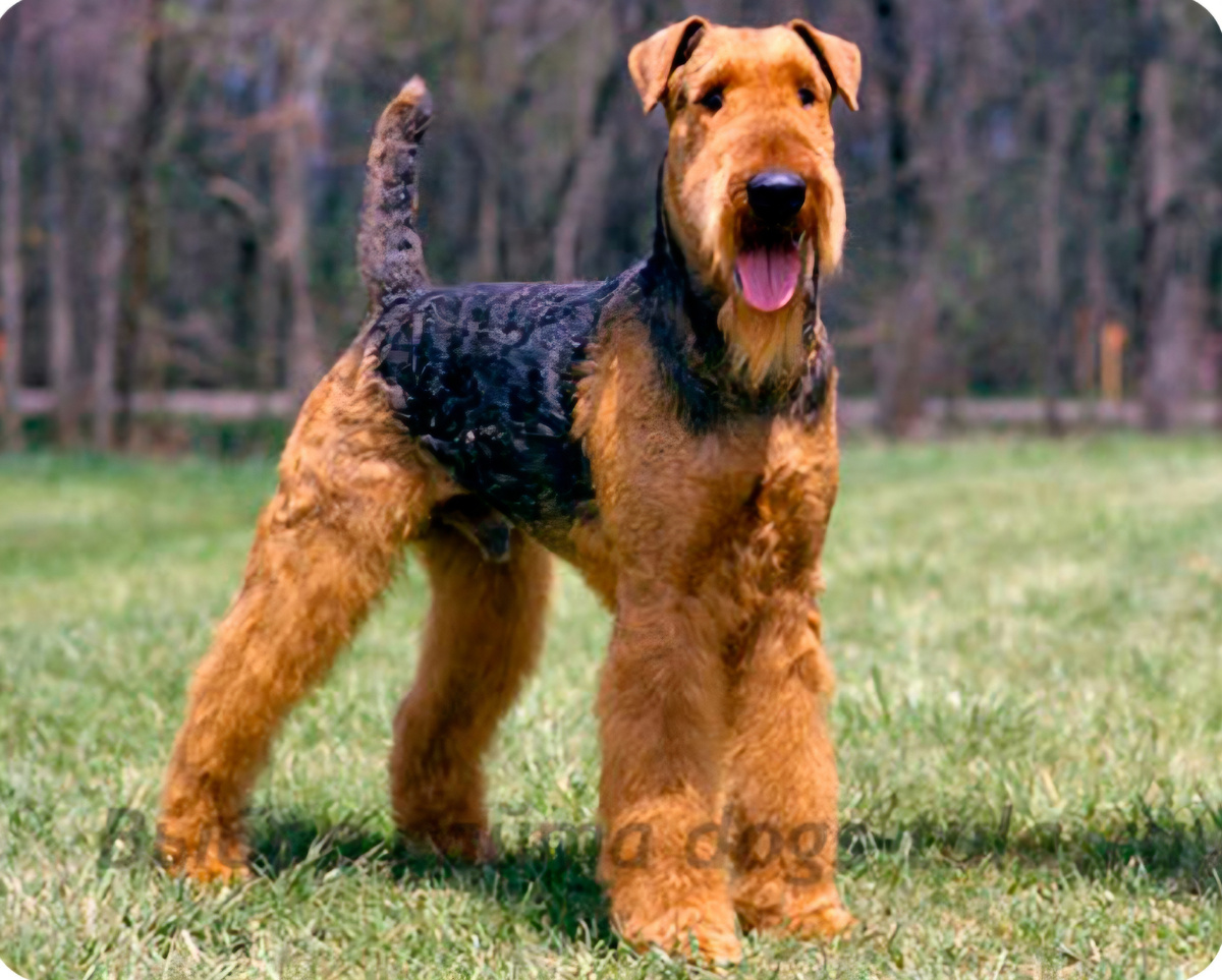 Эрдельтерьер