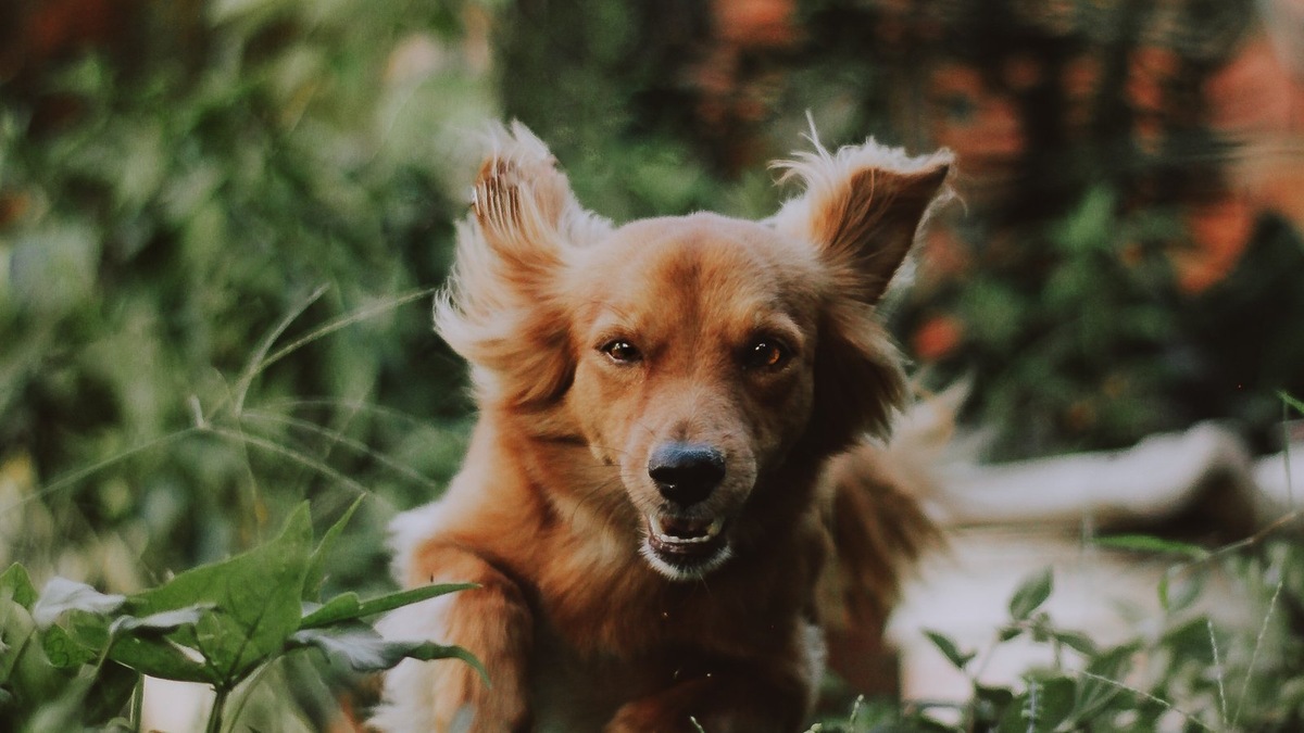    Протезирование — возможность улучшить качество жизни особенных питомцев