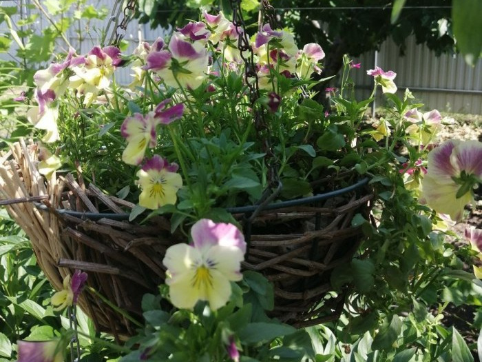 Получилось интересно! Авторское кашпо из старой подвесной корзинки