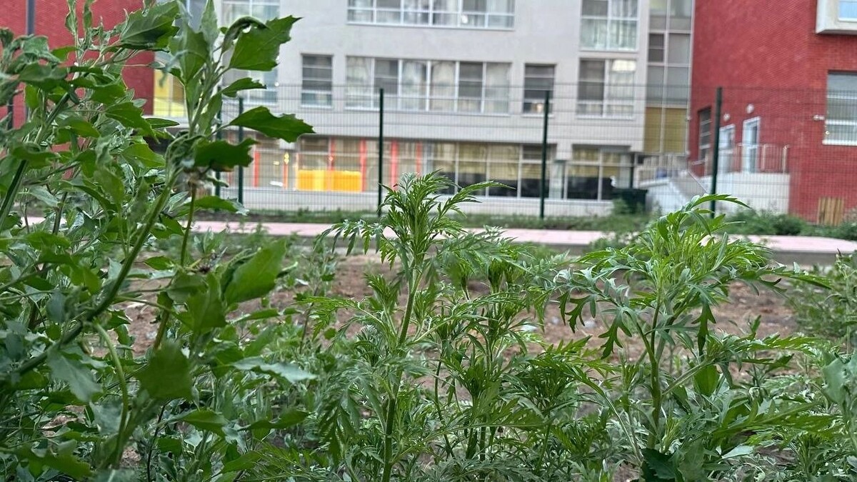    Ростовчанам дали лайфхаки против аллергии   Анна Ивченко / rostovgazeta.ru