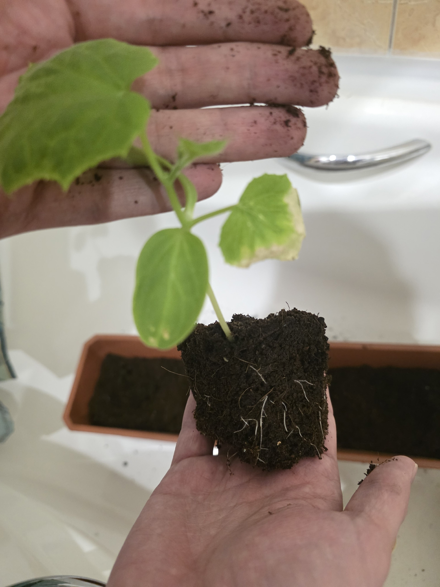 Рассада огурцов с земляным комом