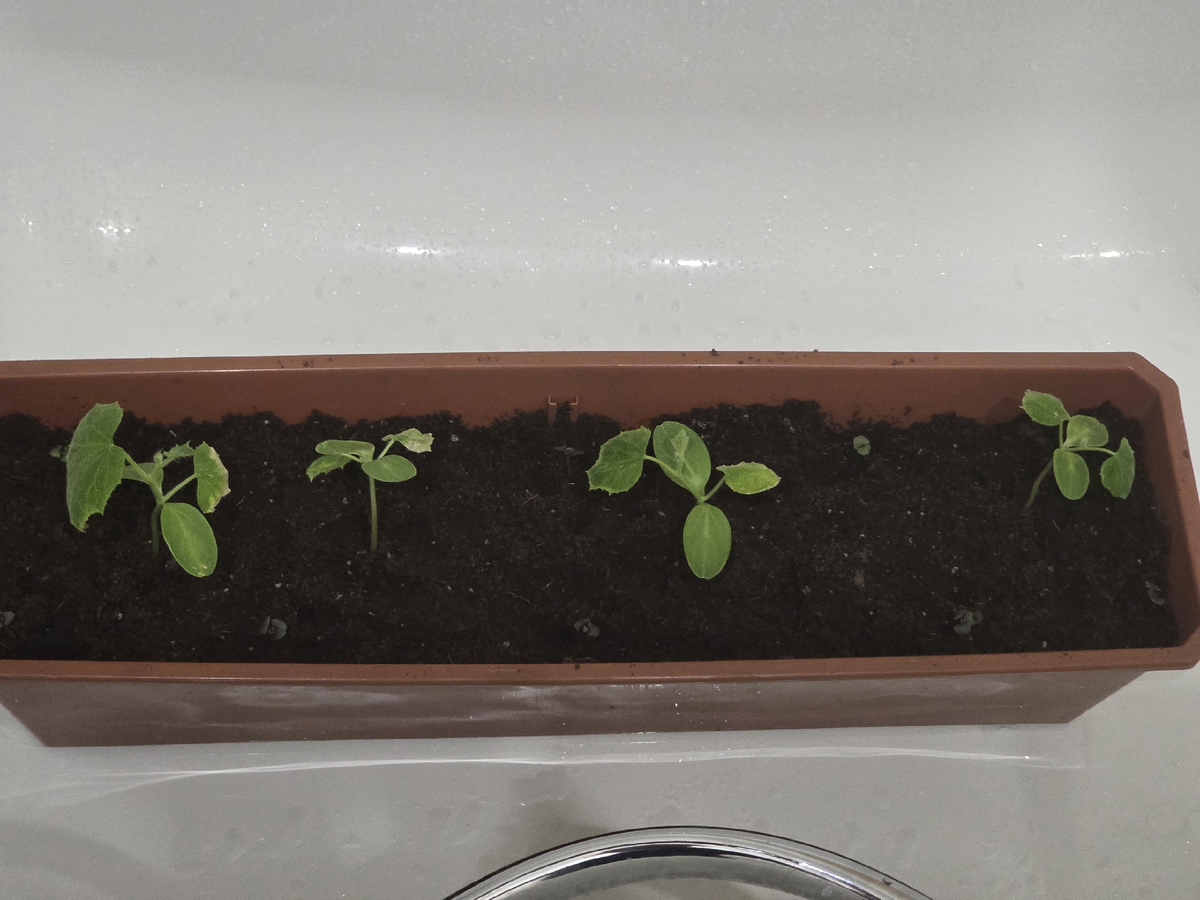 Пересаженные огурцы