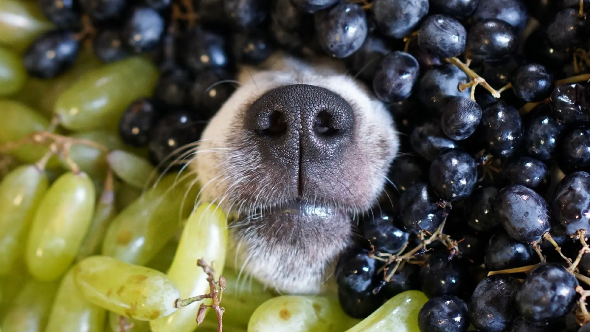 Фото из открытого источника