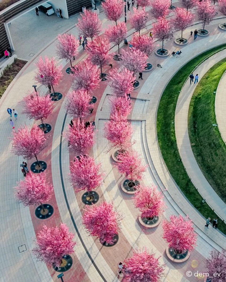 Слива Нигра в Парке Галицкого