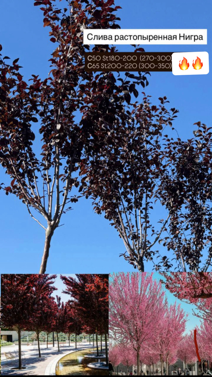 Слива нигра в ростовском питомнике "Зеленый берег" ул. Левобережная 19