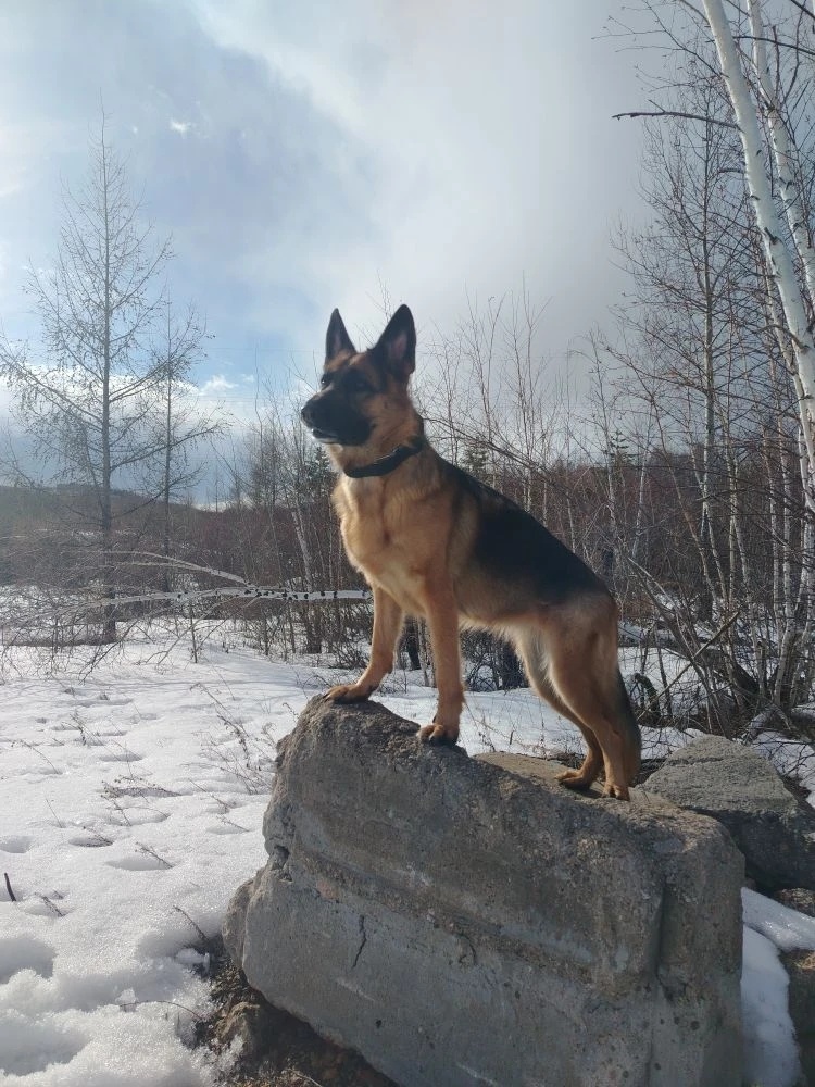 На фото красавица Руна, собака моей младшей сестры. Конец марта, а вокруг снег! Вон она какая, забайкальская весна)))