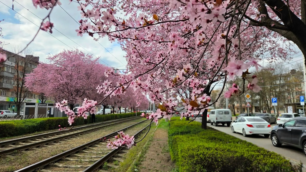 Краснодар в цвету!