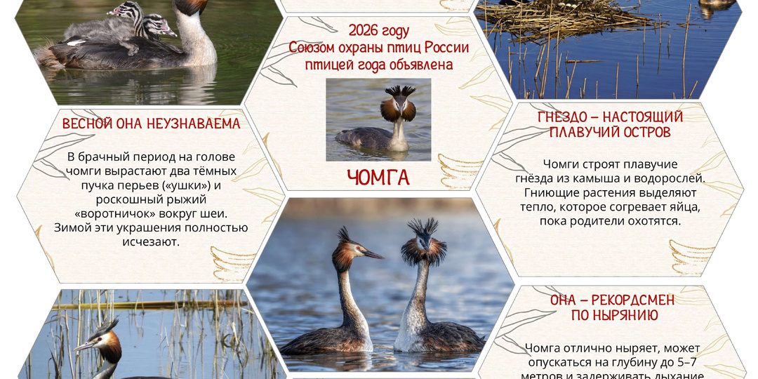 2026: ХВОСТАТАЯ КОРОНА. Птицей года в России объявлена ЧОМГА (Большая поганка)!