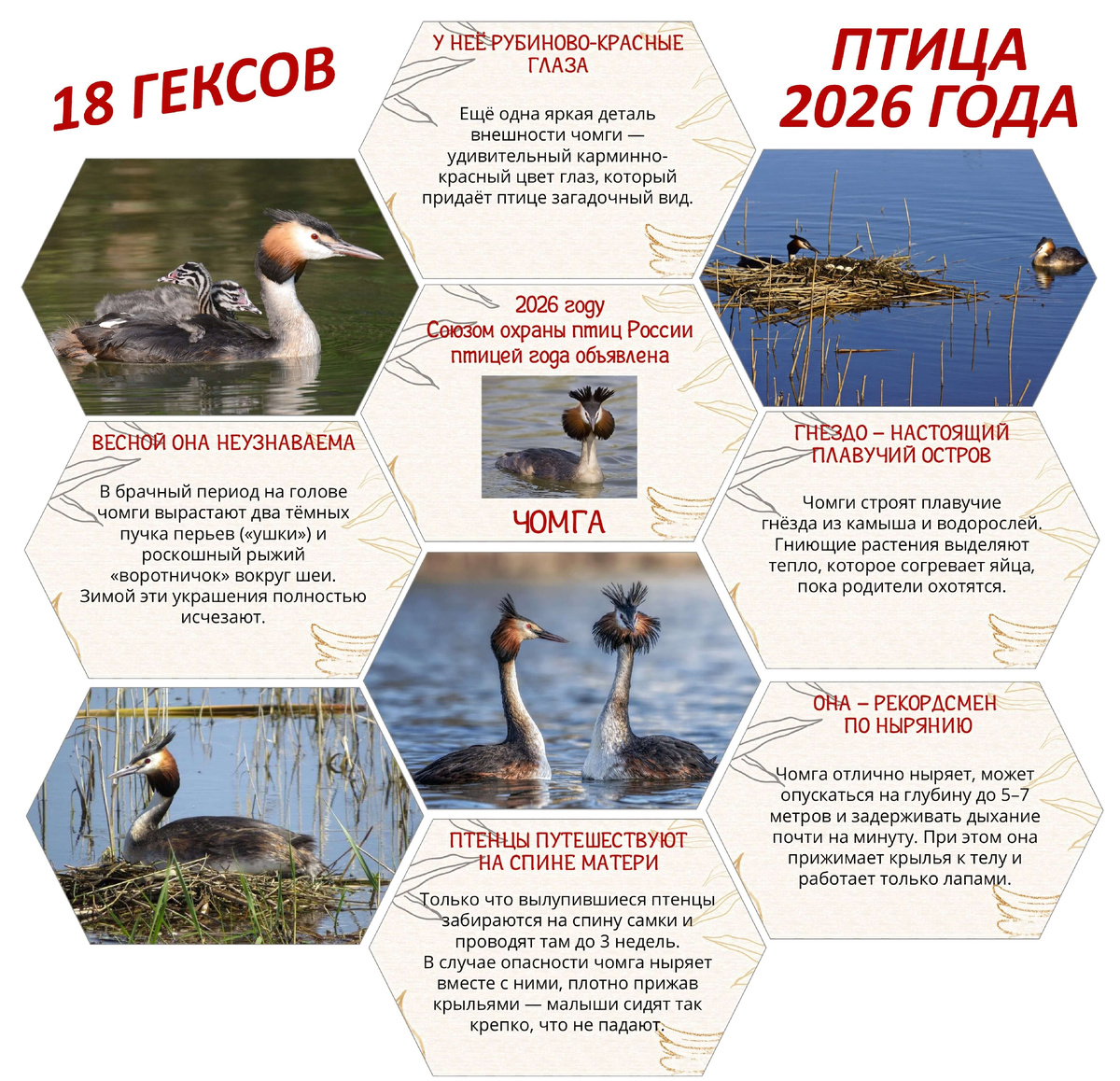 ЧОМГА. Гексы