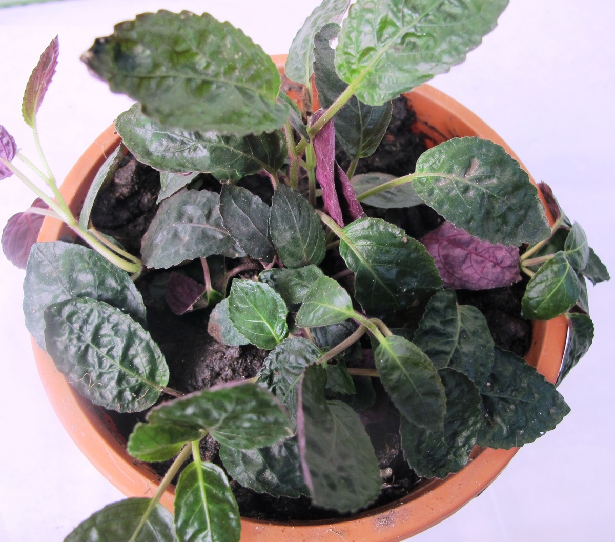 Фотография из интернета