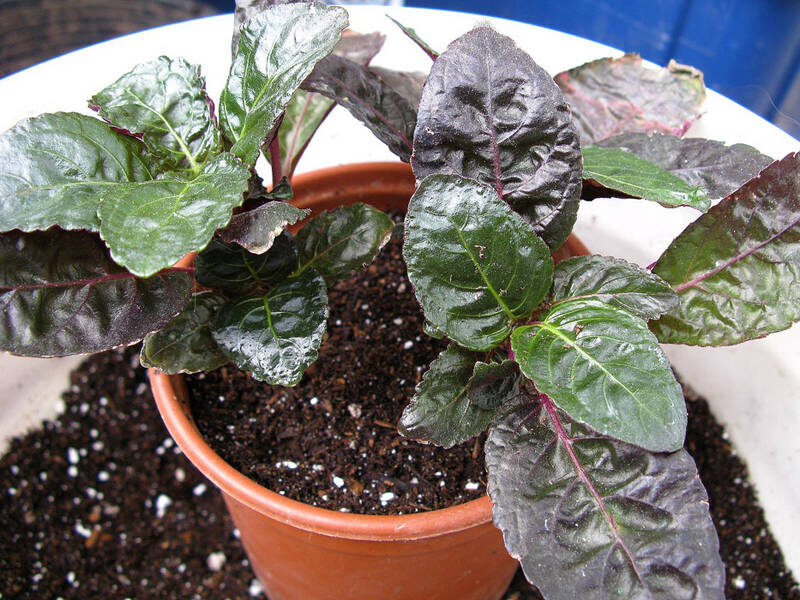 Фотография из интернета