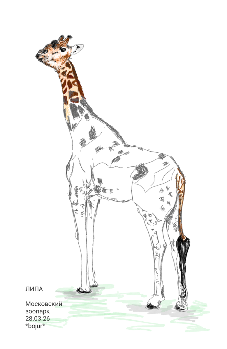 У Липы невероятно выразительный взгляд, смешные подвижные уши и шикарный хвост!