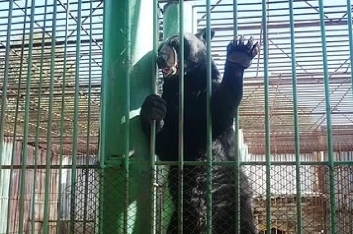    В Большереченском зоопарке весну встретили все косолапые