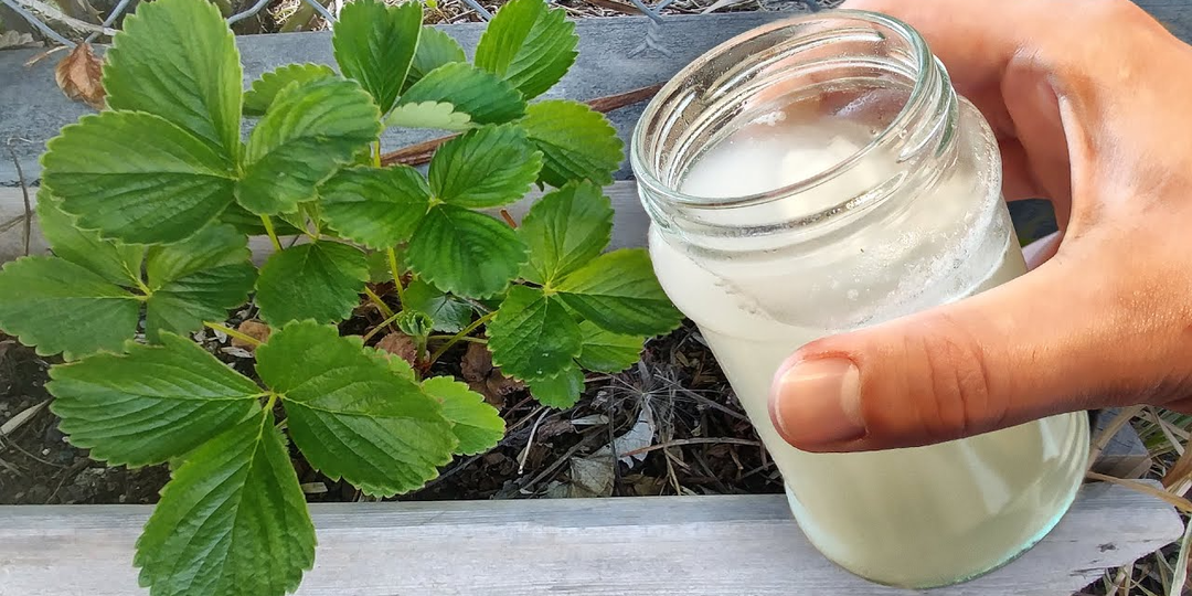 В апреле-мае лью под клубнику для сладкой и крупной ягоды. Сразу 2 подкормки для рекордного урожая