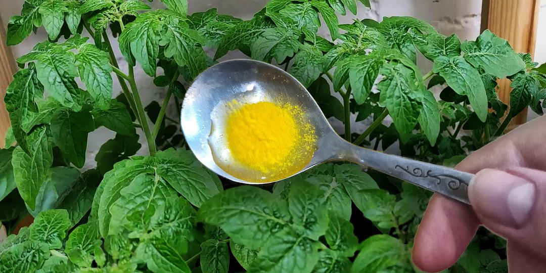 Жалею, что раньше не кормил им рассаду: 1 ложка и рассада идёт в рост уже через сутки. Мощный стимулятор для роста