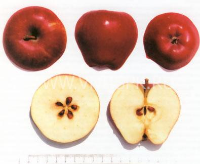 эталонное изображение