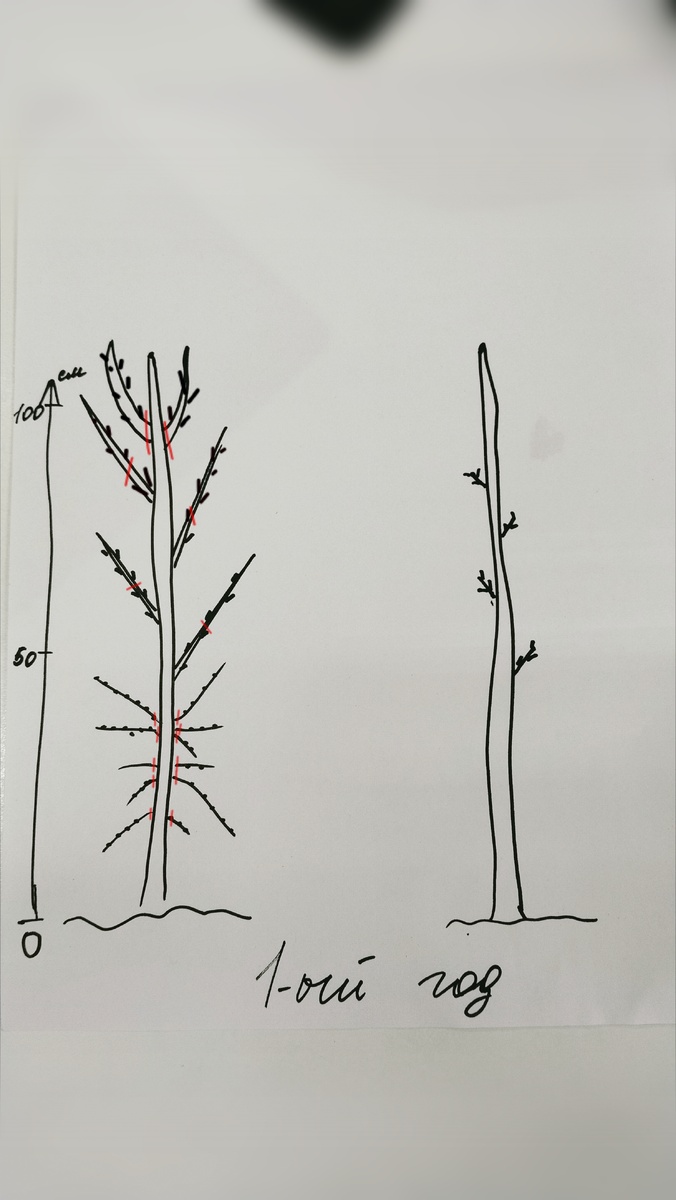 Красным отметила срезы, низ на кольцо, боковые на пенек (3почки).