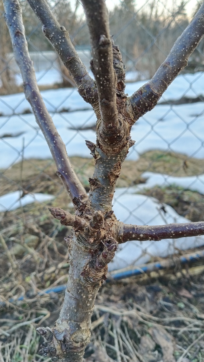 В прошлом году посадила ее, в честь обновления сада, 