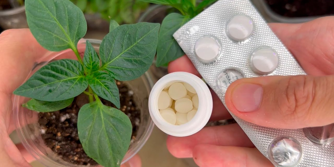 Трачу всего 23 рубля, и хилая рассада вмиг становится коренастой! Так делают все агрономы