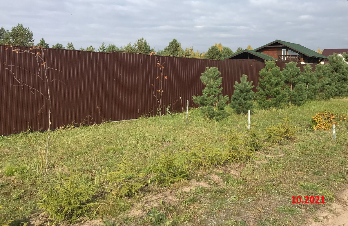 ели едва ли заметны, 2021 год