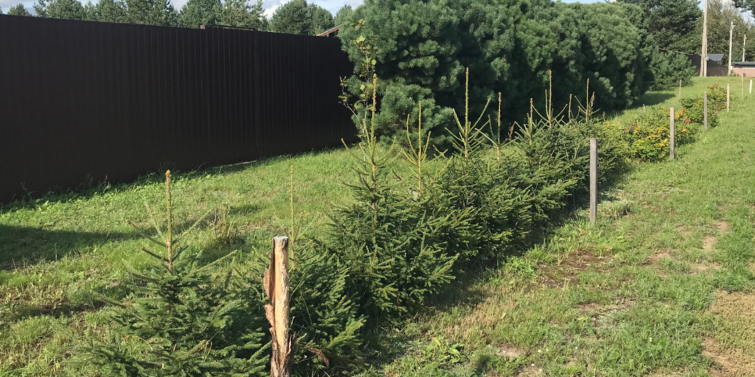 ИЗГОРОДЬ ИЗ ЕЛИ, ЗА 5 ЛЕТ! ВОТ, ЧТО ВЫРОСЛО !!! (подробный обзор по годам)