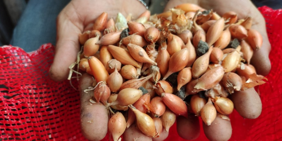 Даже из самого плохого севка можно получить головки по 200+ грамм. Всего 1 действие увеличит урожай в разы