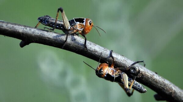    © Sputnik / Алексей Куденко