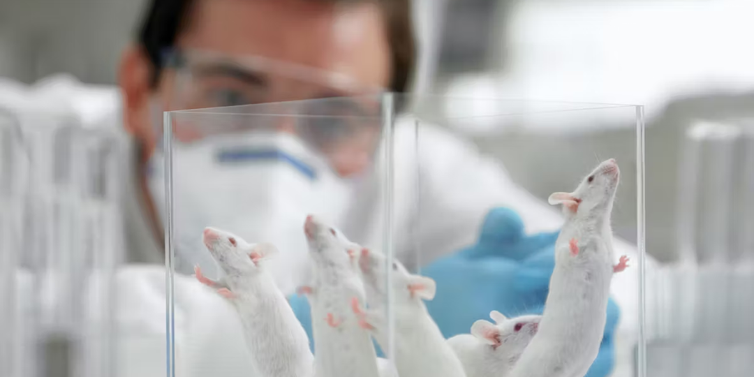 Можно ли клонировать мышь бесконечно? Ученые нашли ответ