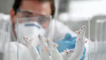 Можно ли клонировать мышь бесконечно? Ученые нашли ответ