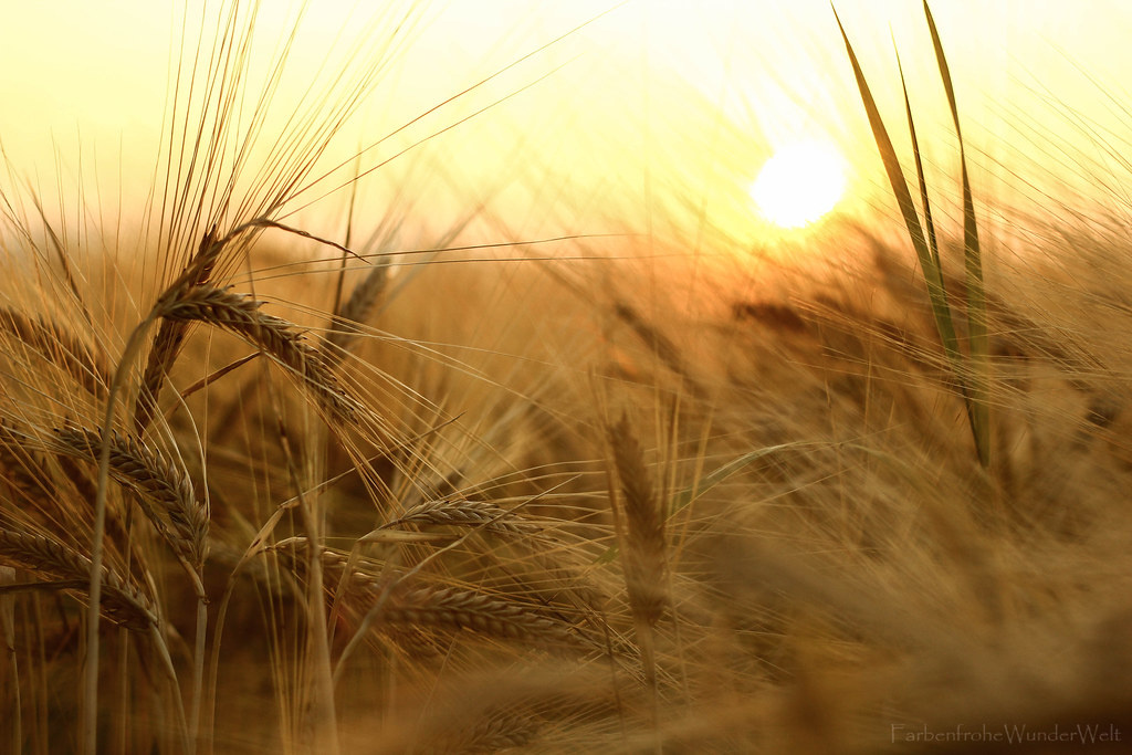 Солнце питает все своим светом. львы такие же по своей природе