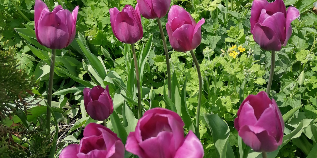 Начало положено